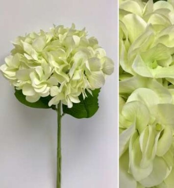 White Hydrangea Stem