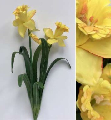 Daffodils