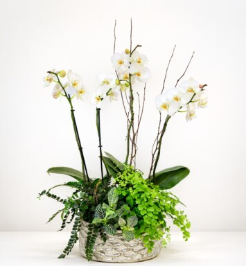 Double Orchid Garden