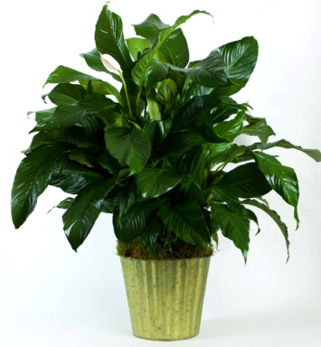 Peace Lily