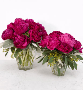 Peony Perfection