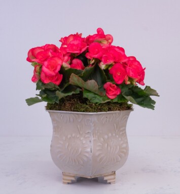 6" Begonia