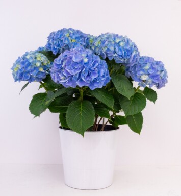 8" Hydrangea