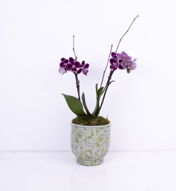 Mini Orchid