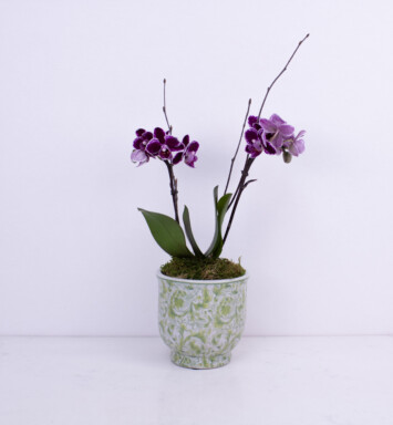 Office MVP Mini Orchid