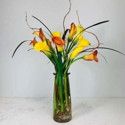 Colorful Callas