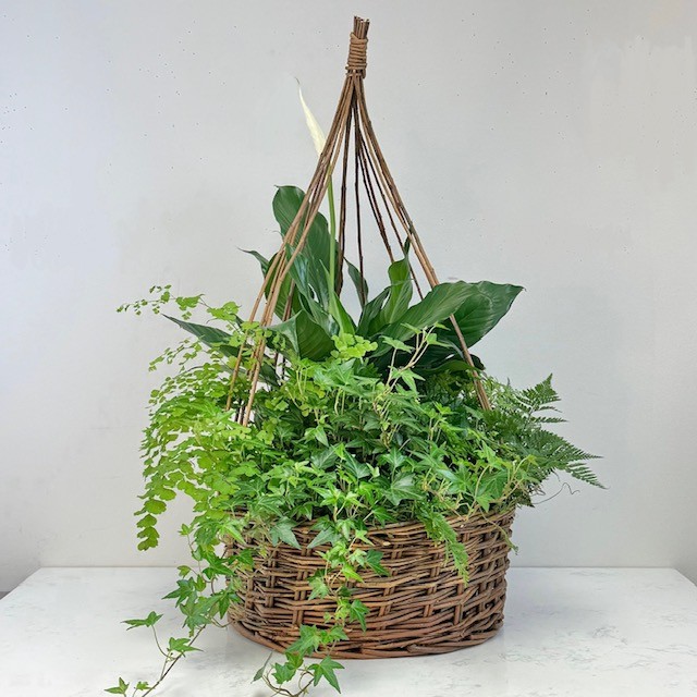 Large Plant Garden