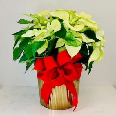 Festive Poinsettias