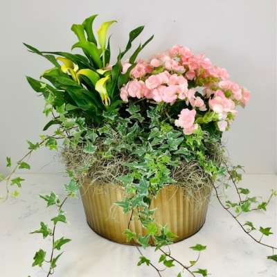 Flowering Plant Garden