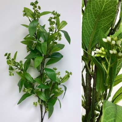 White Mountain Laurel