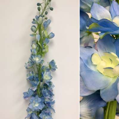 Delphinium