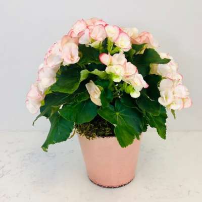 Pink Begonia Pot