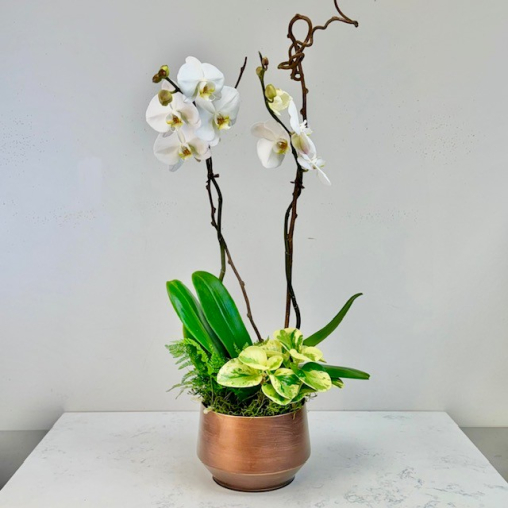 Medium Orchid Garden