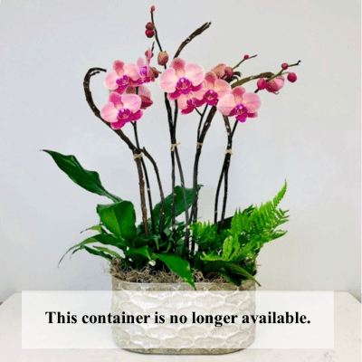 Medium Orchid Garden