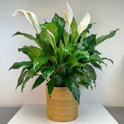 Peace Lily
