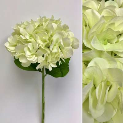 White Hydrangea Stem