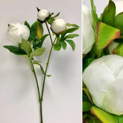 Peony Bloom and Buds