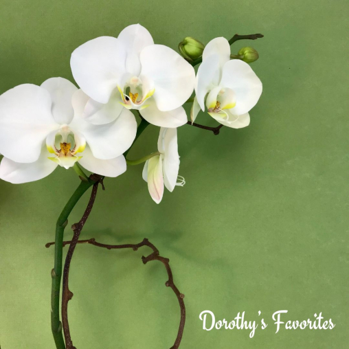 Orchids