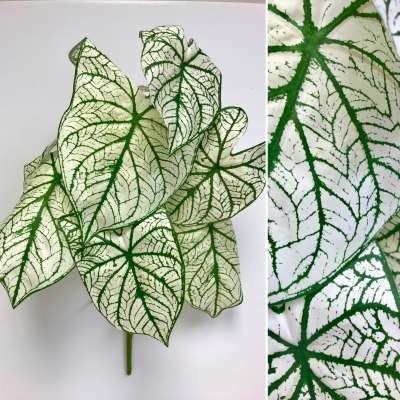Caladium Bush