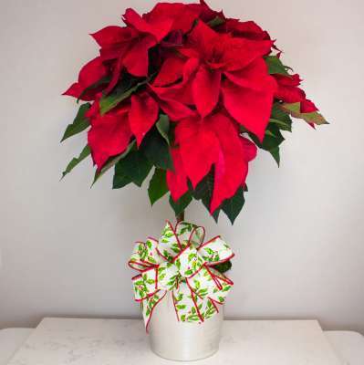 Perfect Poinsettia Tree