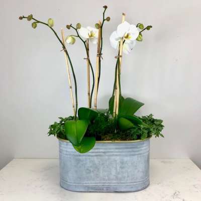 Trio Orchid Garden