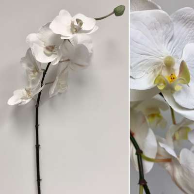 Phalaenopsis Orchid Stem