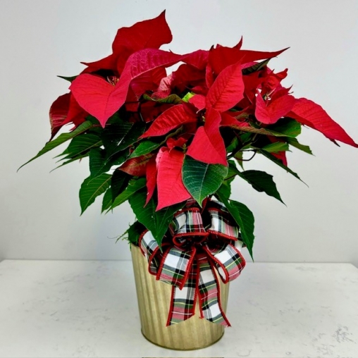 Small Potted Poinsettia
