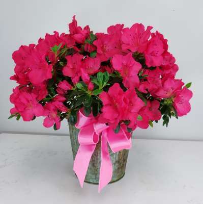 Blooming Azalea