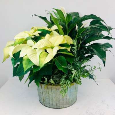Green and White Poinsettia Garden