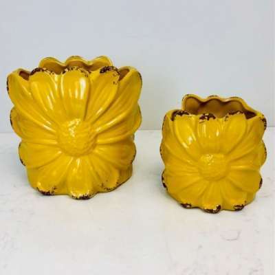 Pot Daisy