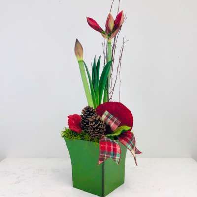 Festive Amaryllis
