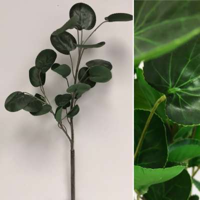 Eucalyptus Branch