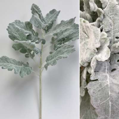 Dusty Miller