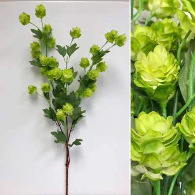 Hops Stem