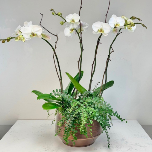 Large Orchid Garden