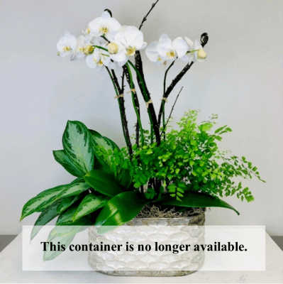Large Orchid Garden