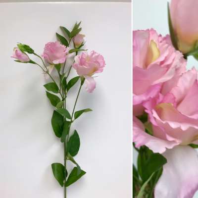 Lisianthus