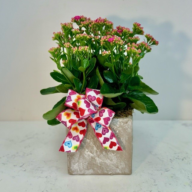 Kalanchoe with Love