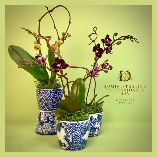 Mini Orchids