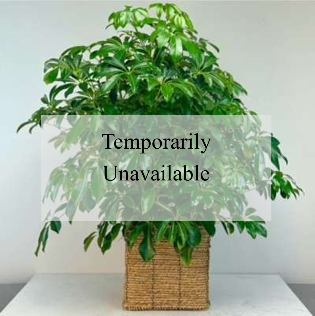 Large Lush Plants