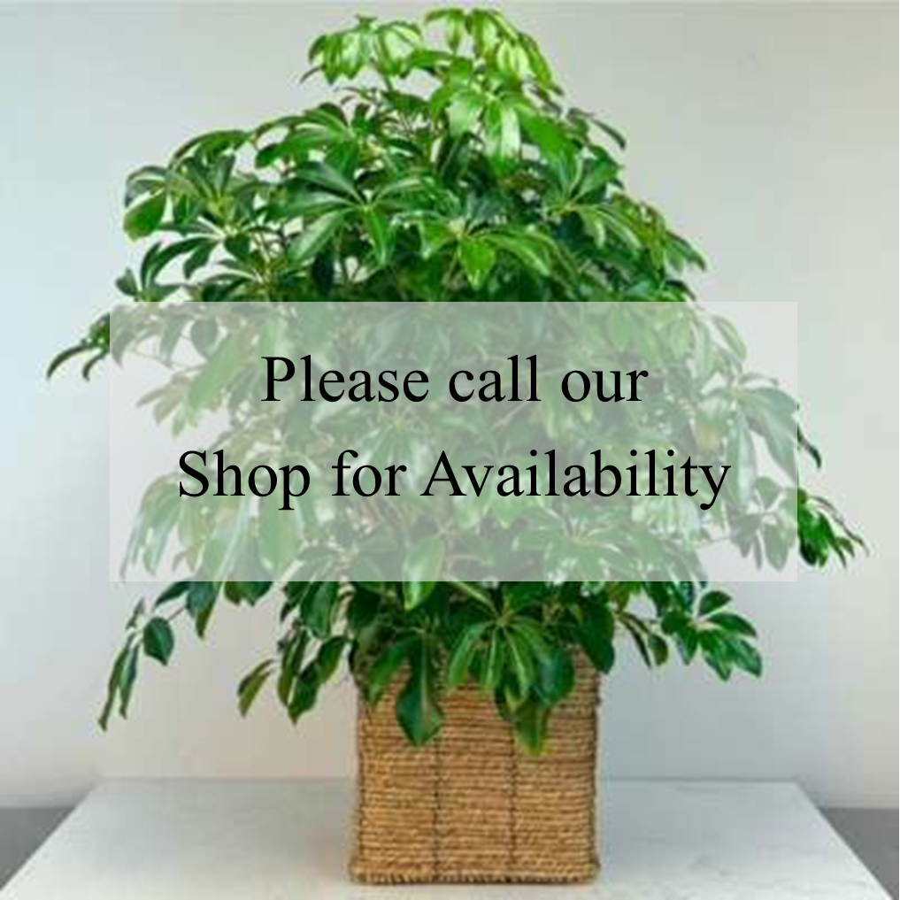 Large Lush Plants