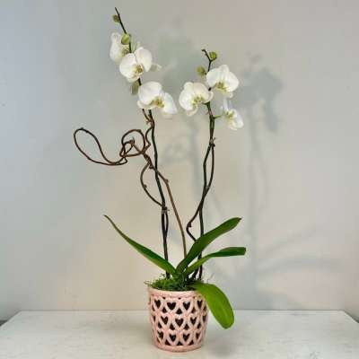 Cherished Heart Orchid