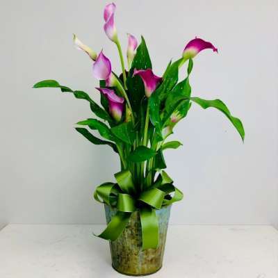 Potted Pink Callas