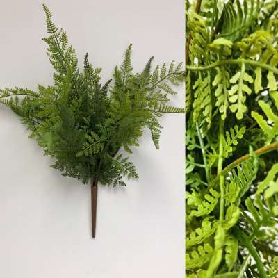 Leather Leaf Fern