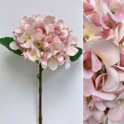 Pink Hydrangea Stem