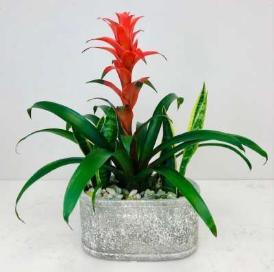 Bromeliad Garden
