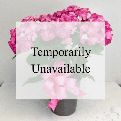 Pretty Pink Potted Hydrangea