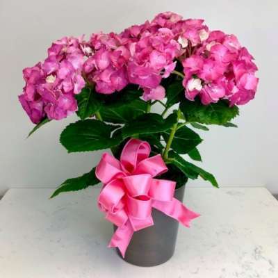 Pretty Pink Potted Hydrangea