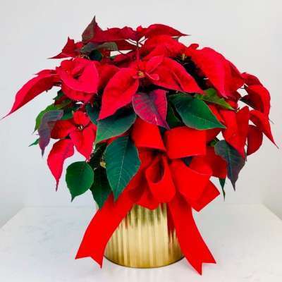 Large Potted Poinsettia