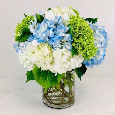 Love for Hydrangea